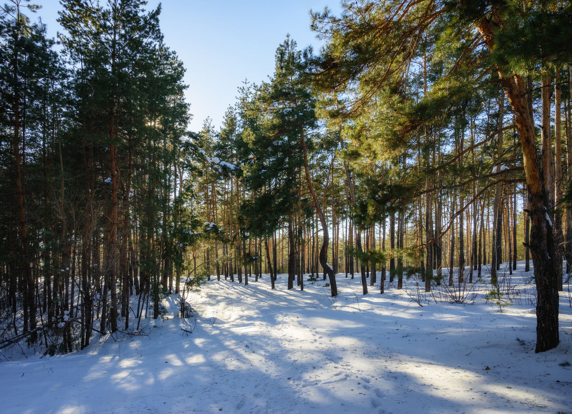 Прозрачный лес